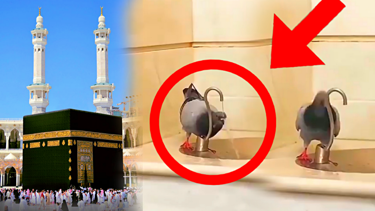 Pigeon Drinking Zamzam water in Haram Sharif Makkah