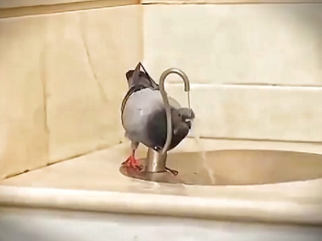 Pigeon Drinking Zamzam water in Haram Sharif Makkah ,video goes viral